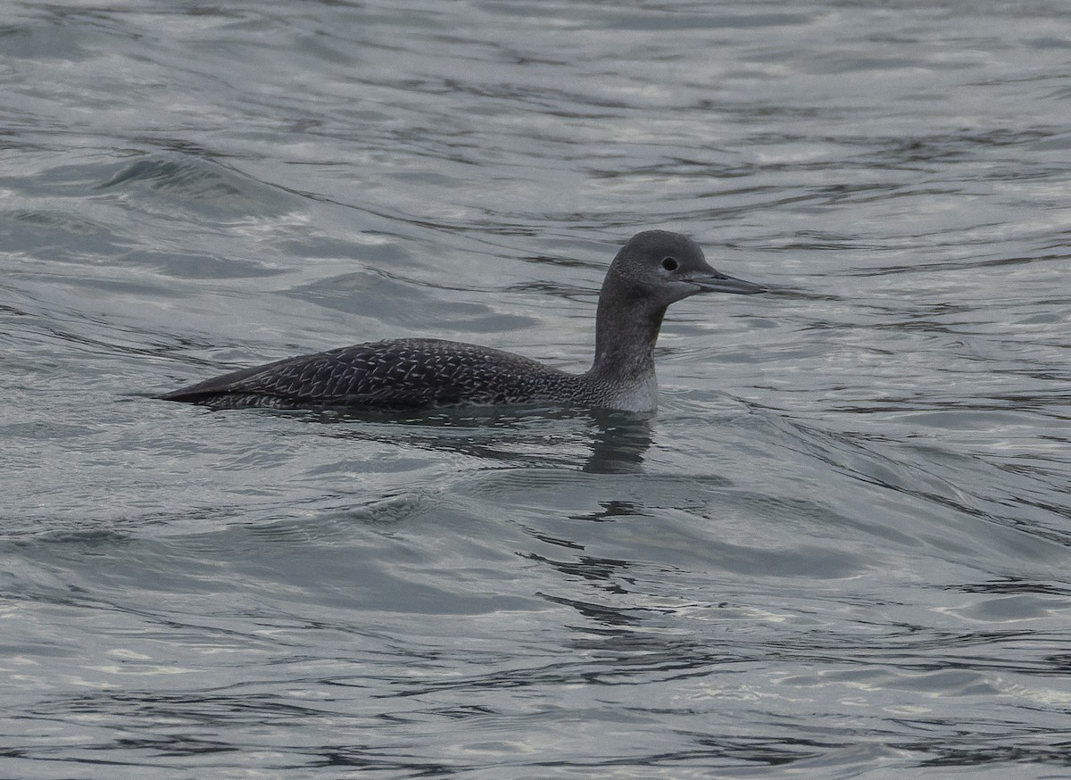 Plongeon catmarin - ML646990130