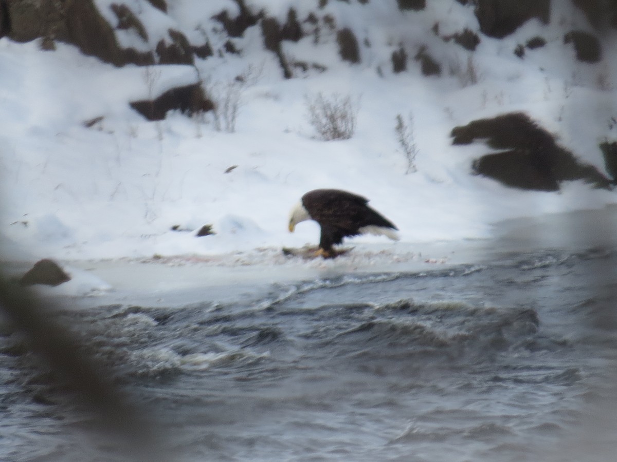 ハクトウワシ - ML646990133