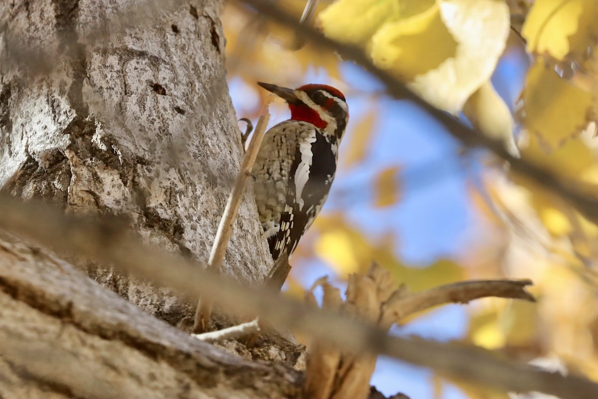 Al Enseli Ağaçkakan - ML646990135