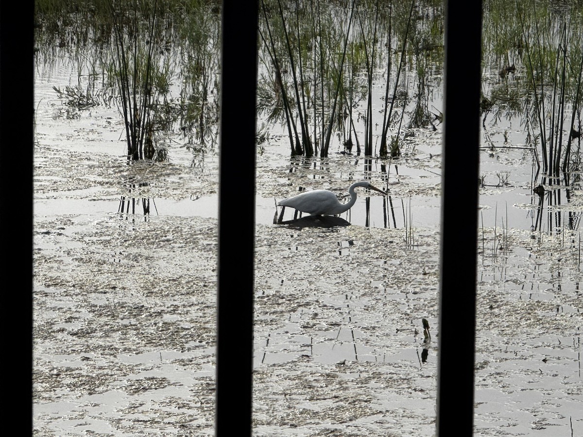 Great Egret - ML646990136