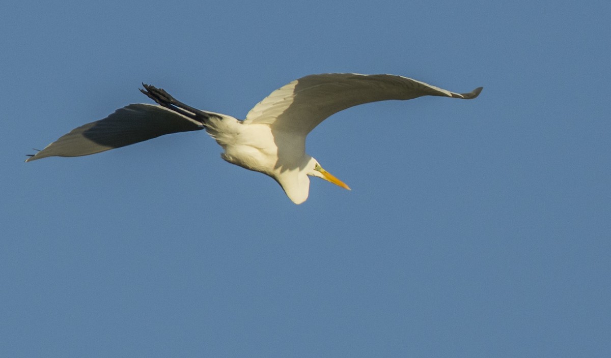 Koartza zuria - ML646990137