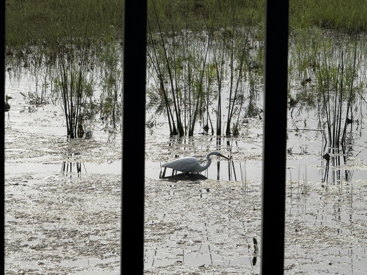 Great Egret - ML646990138