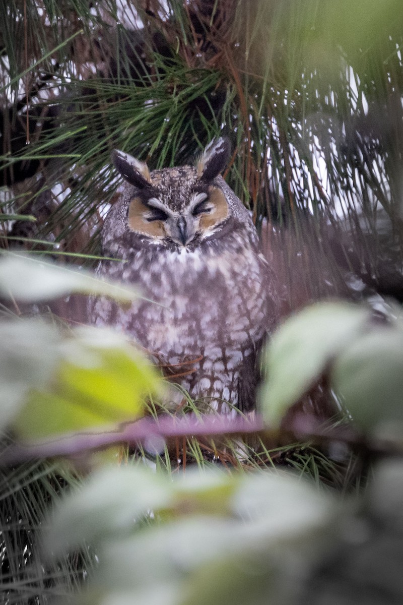 Kulaklı Orman Baykuşu - ML646990139