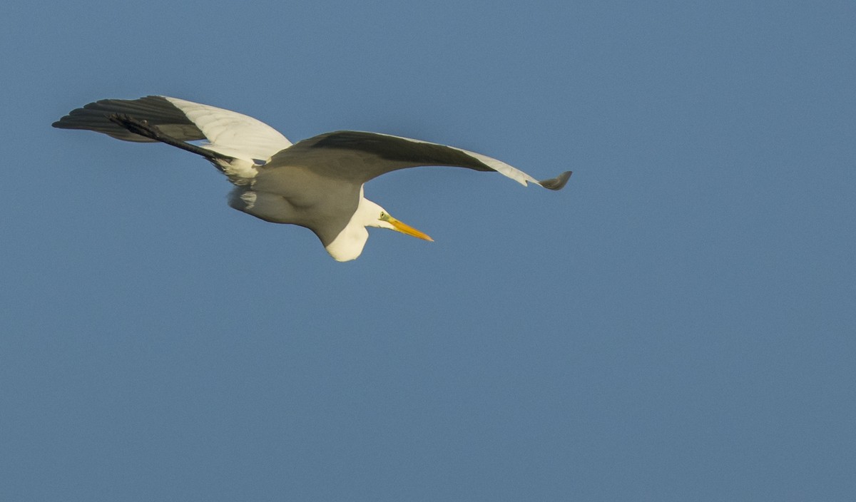 Koartza zuria - ML646990140