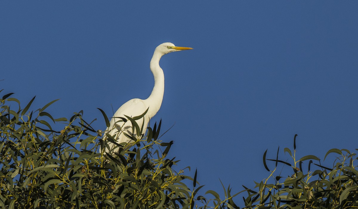 Koartza zuria - ML646990141