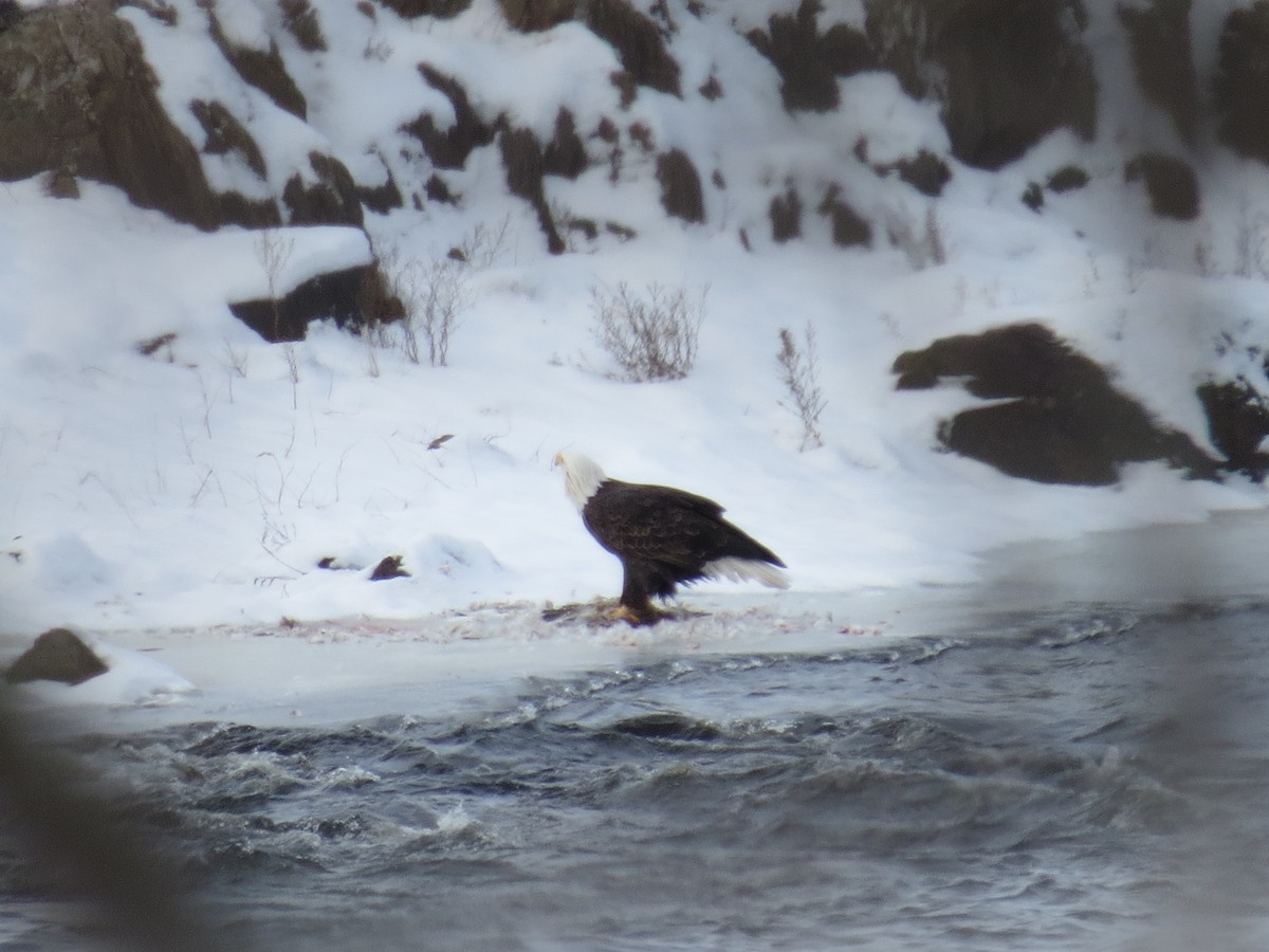 ハクトウワシ - ML646990145