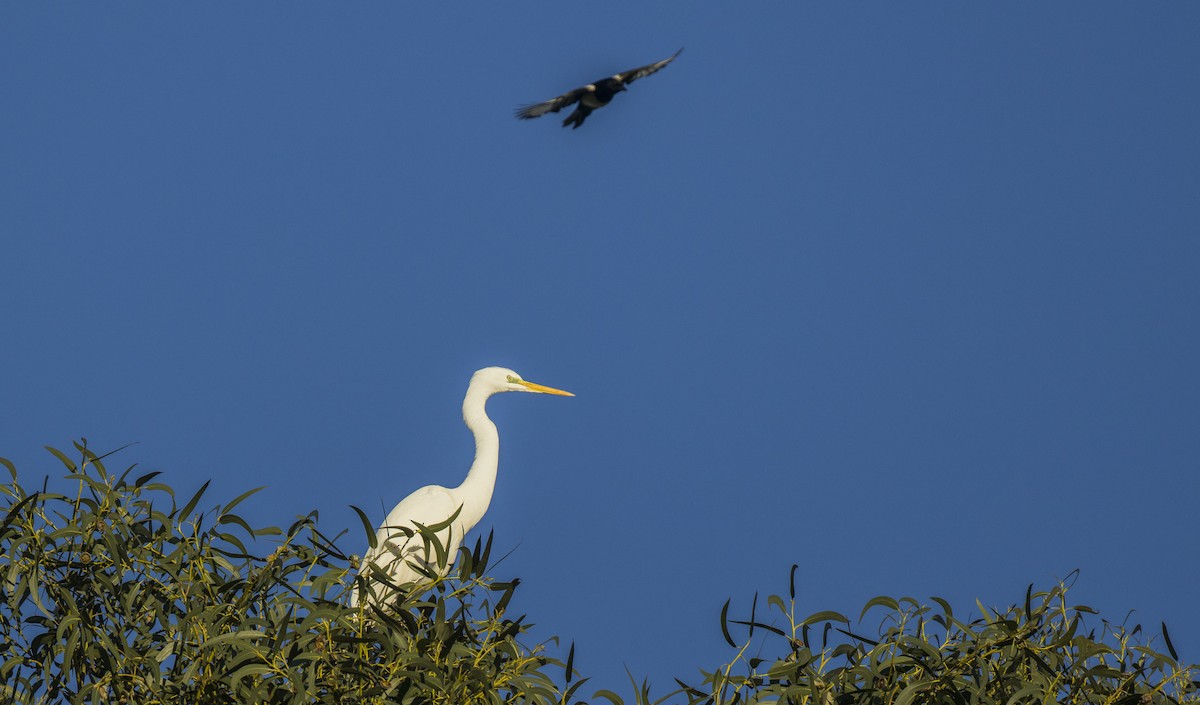 Koartza zuria - ML646990146