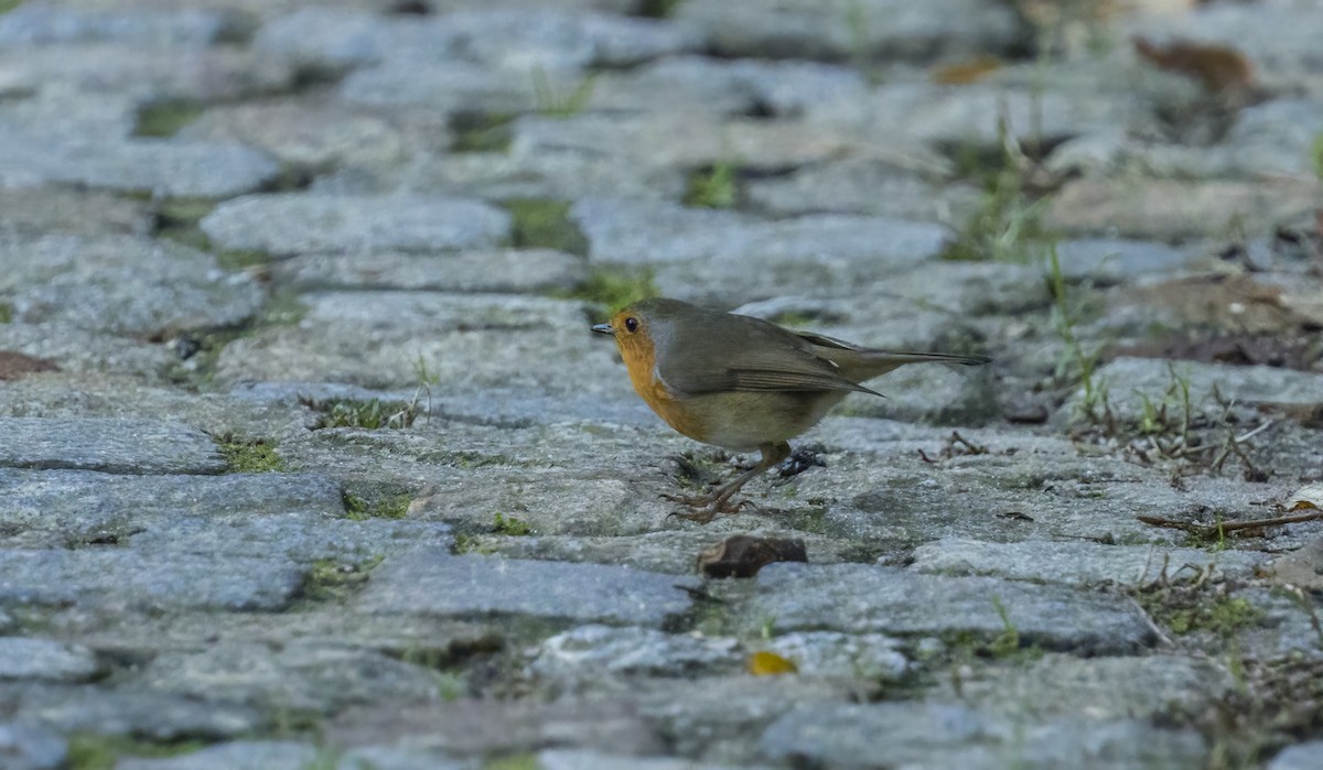 Txantxangorria - ML646990149