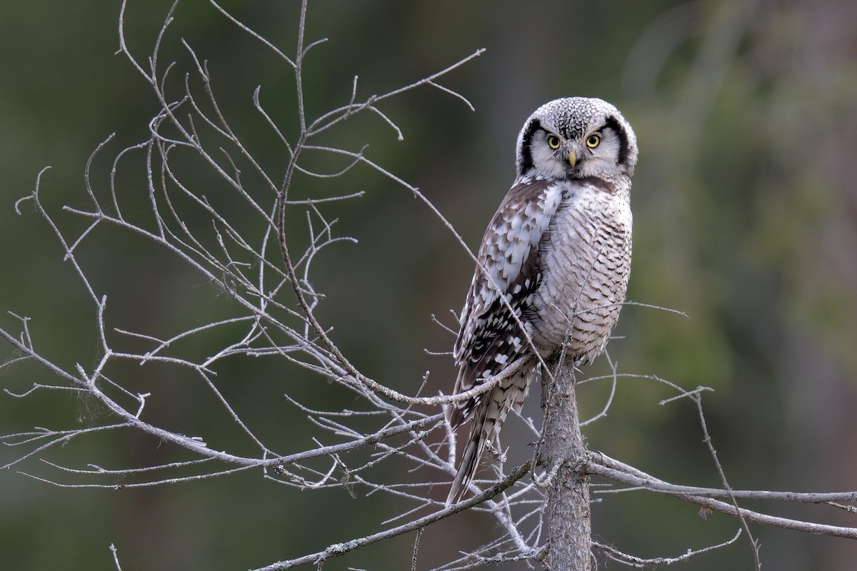 Сова яструбина - ML646990153