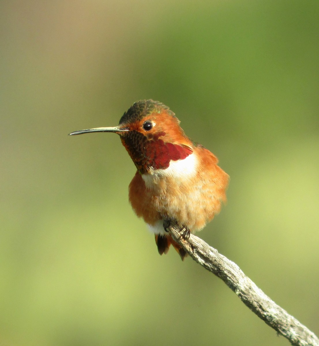 Алленов колибри - ML646990154