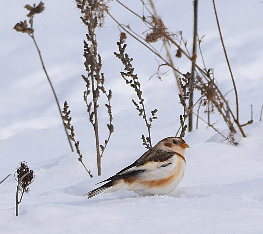 Snow Bunting - ML646990155