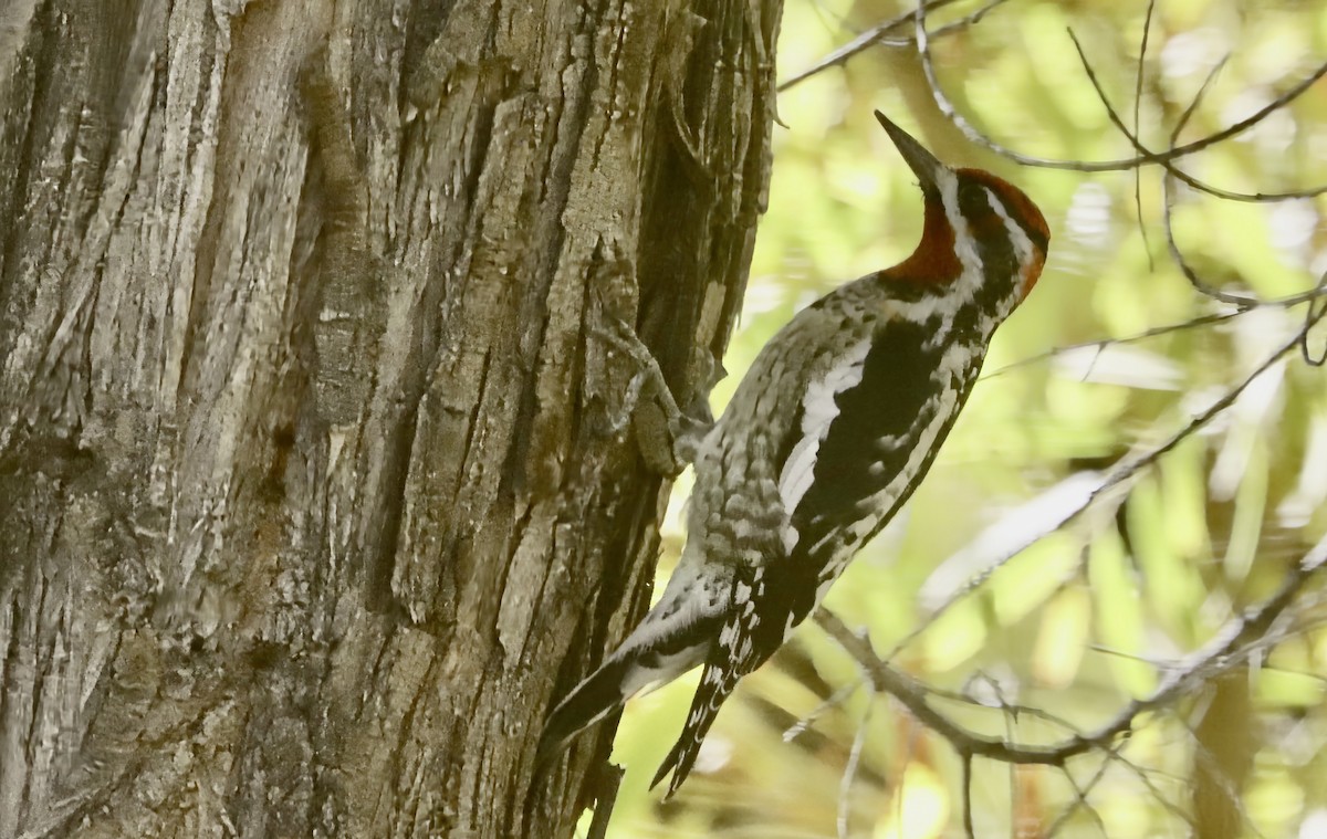 Al Enseli Ağaçkakan - ML646990158