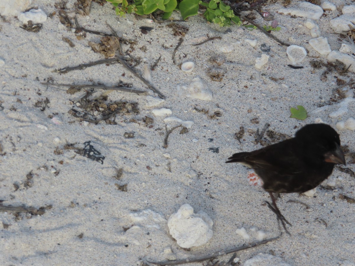 Géospize de Genovesa - ML646990159