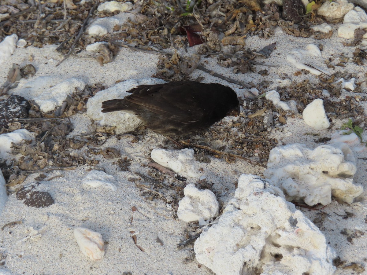 Géospize de Genovesa - ML646990160