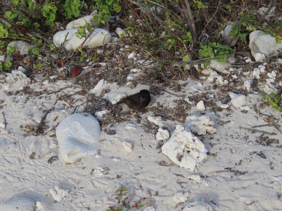 Géospize de Genovesa - ML646990161