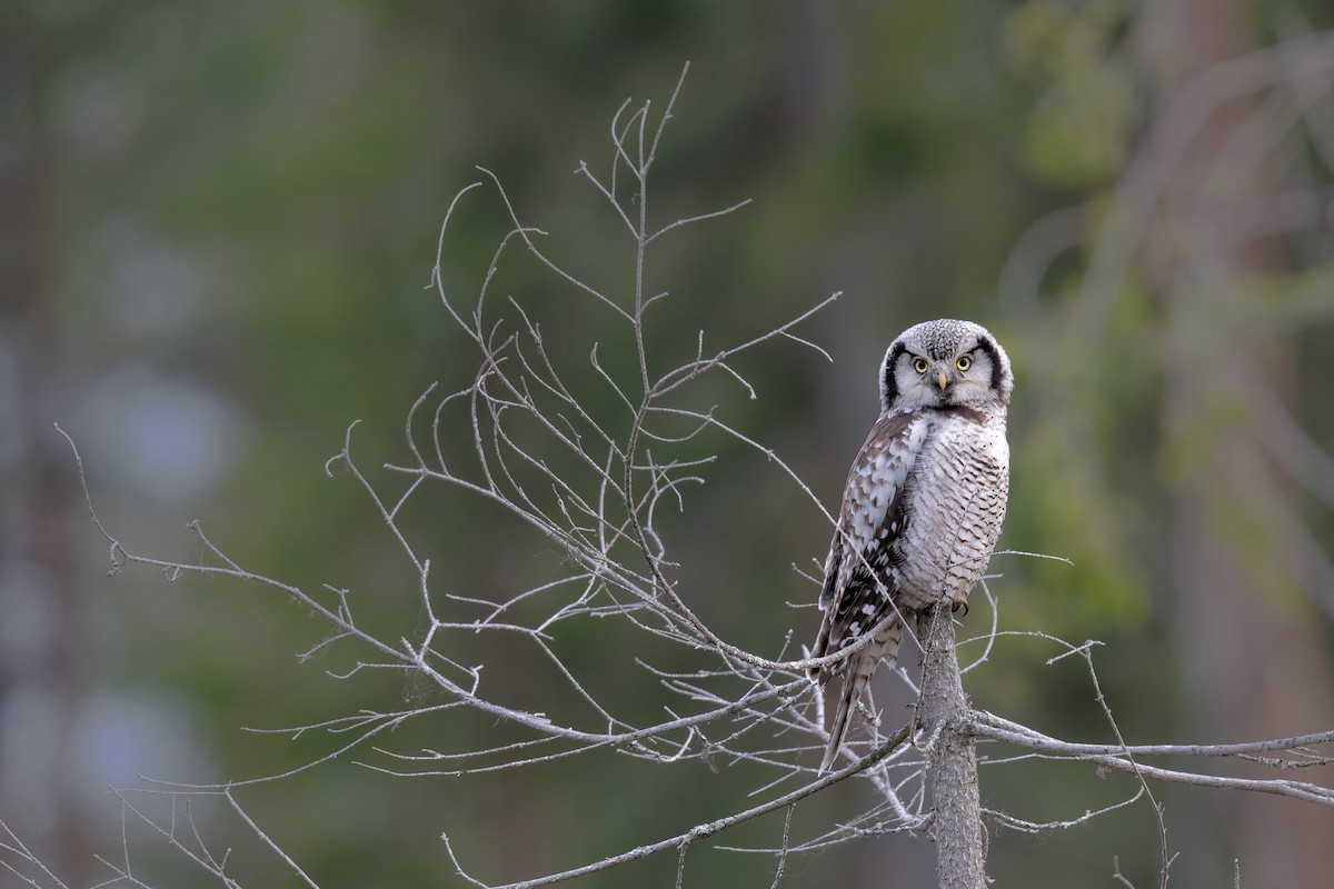 Сова яструбина - ML646990164