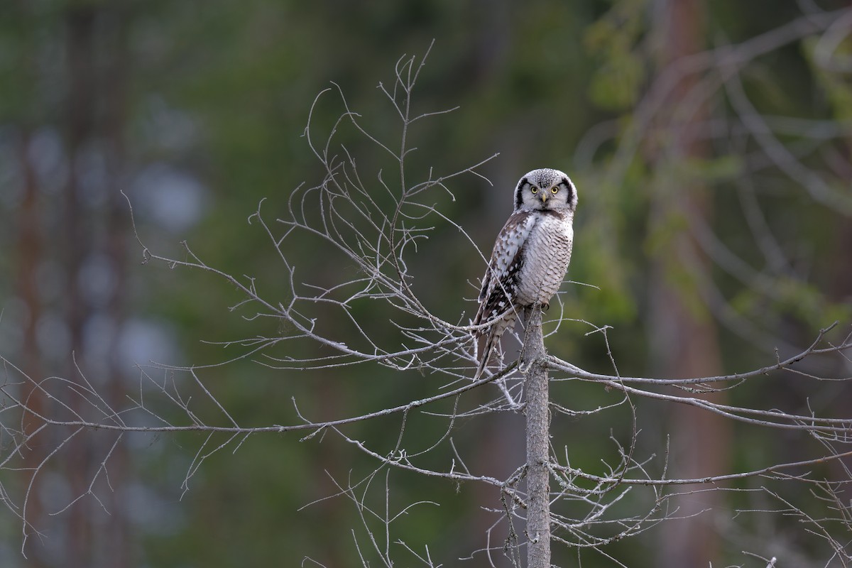 Сова яструбина - ML646990165