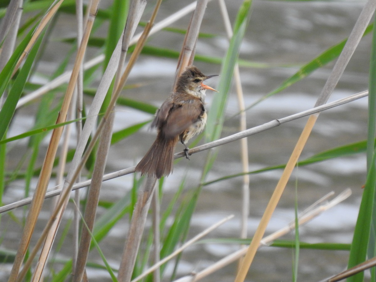 Australian Reed Warbler - ML646990166