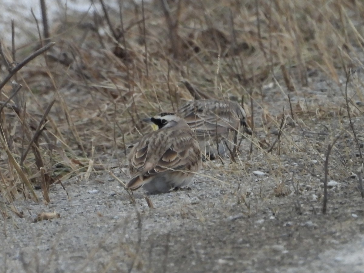 ハマヒバリ - ML646990168