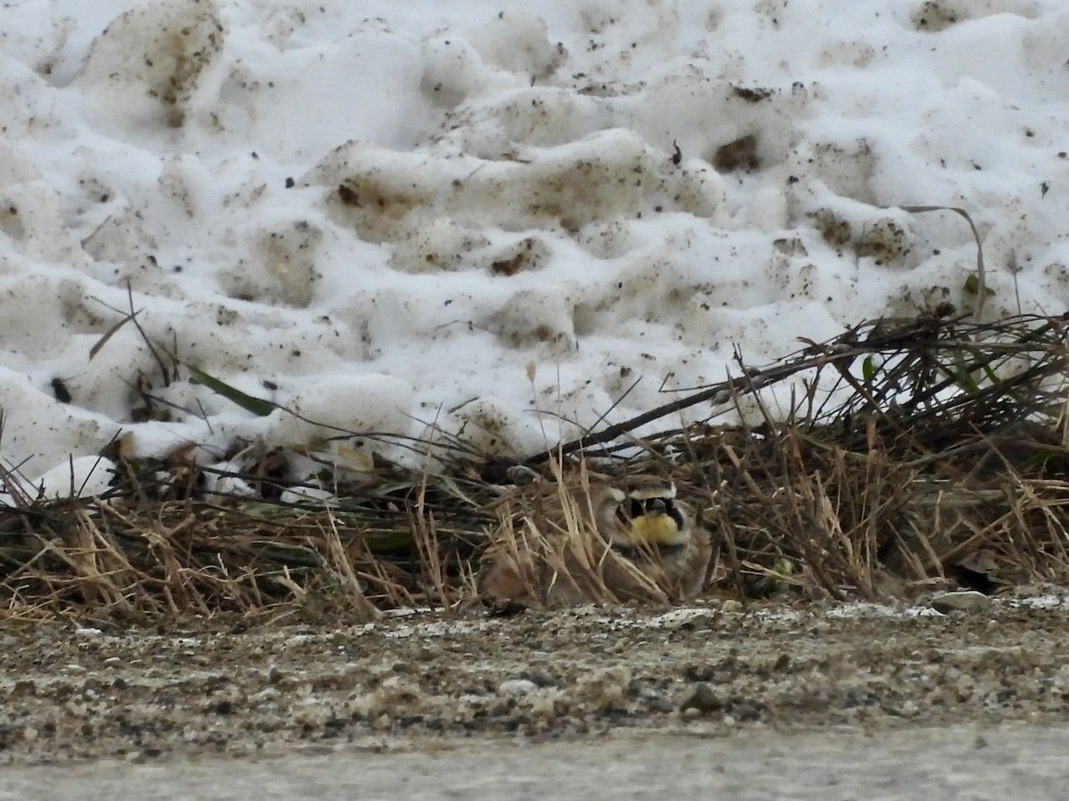 ハマヒバリ - ML646990169