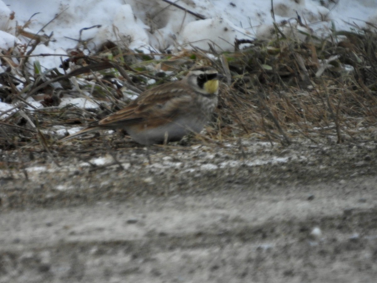 ハマヒバリ - ML646990170