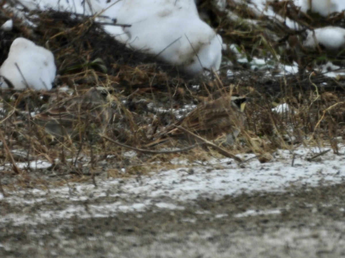 ハマヒバリ - ML646990171