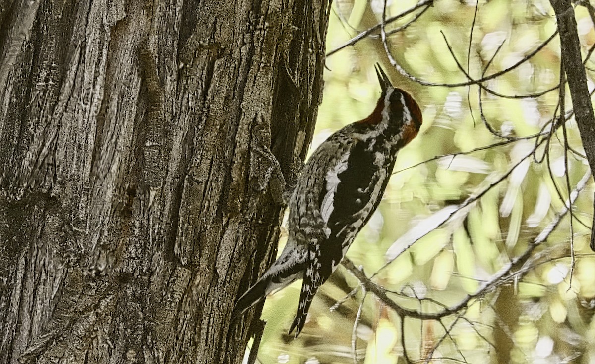 Al Enseli Ağaçkakan - ML646990174