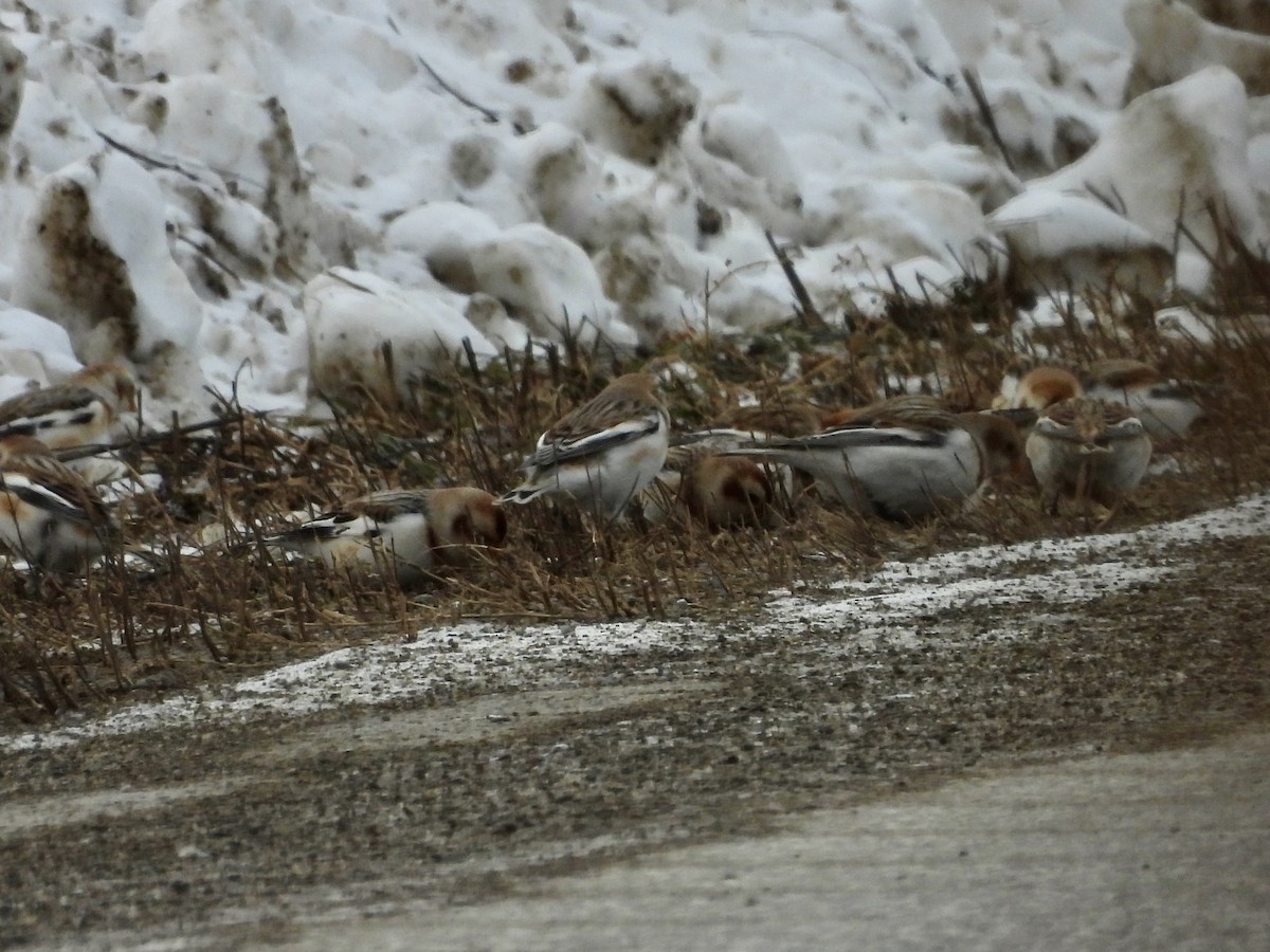 ユキホオジロ - ML646990176