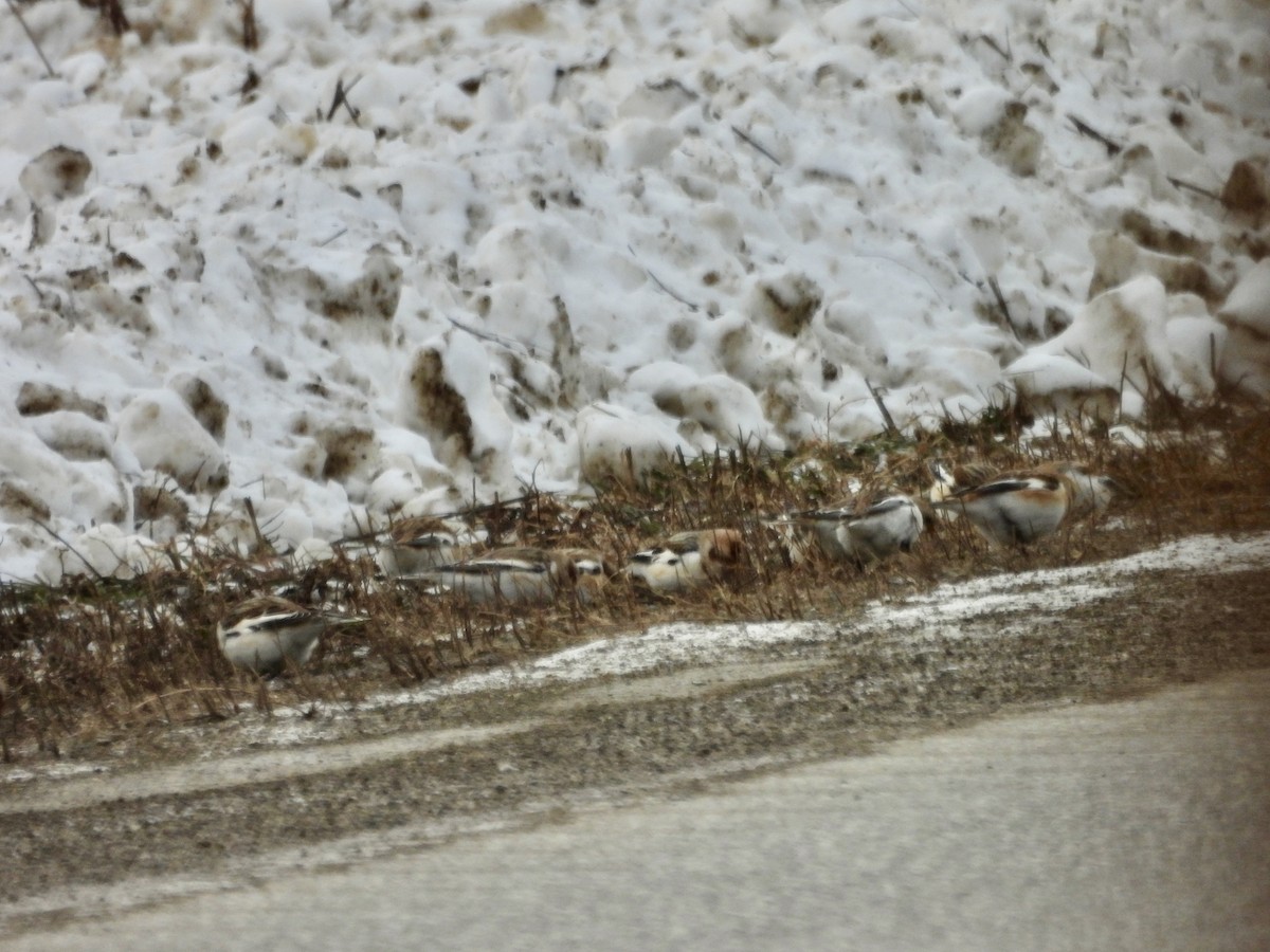 ユキホオジロ - ML646990177