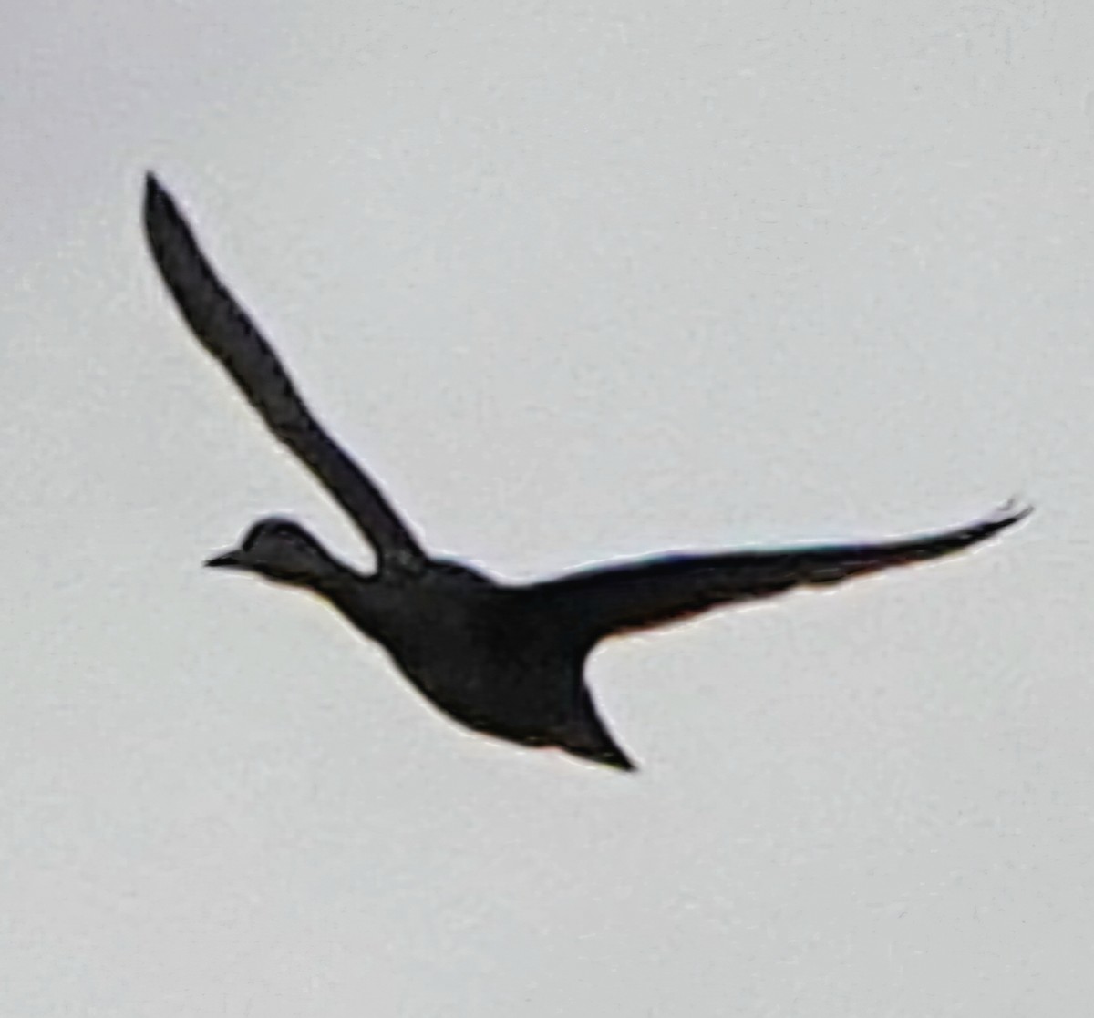 Northern Pintail - ML646990179