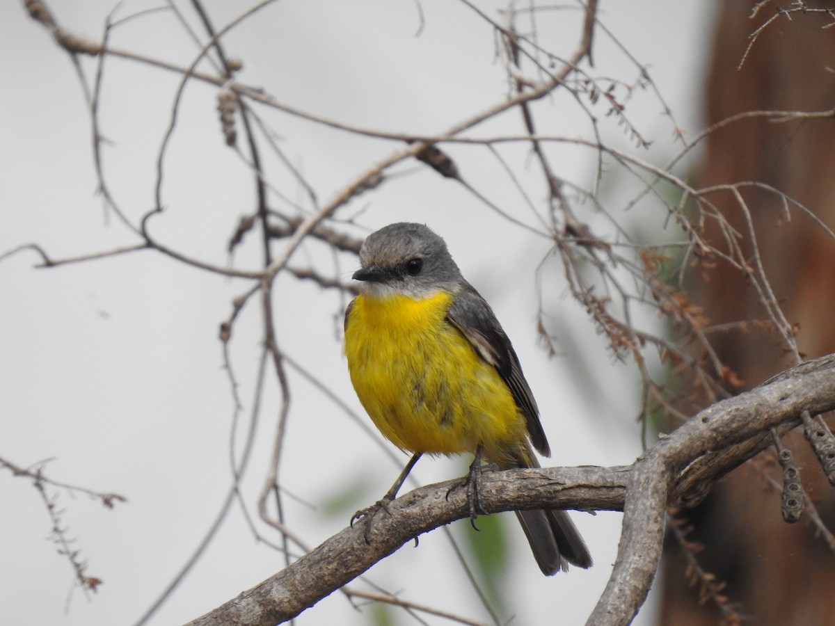 Королець жовтий - ML646990180