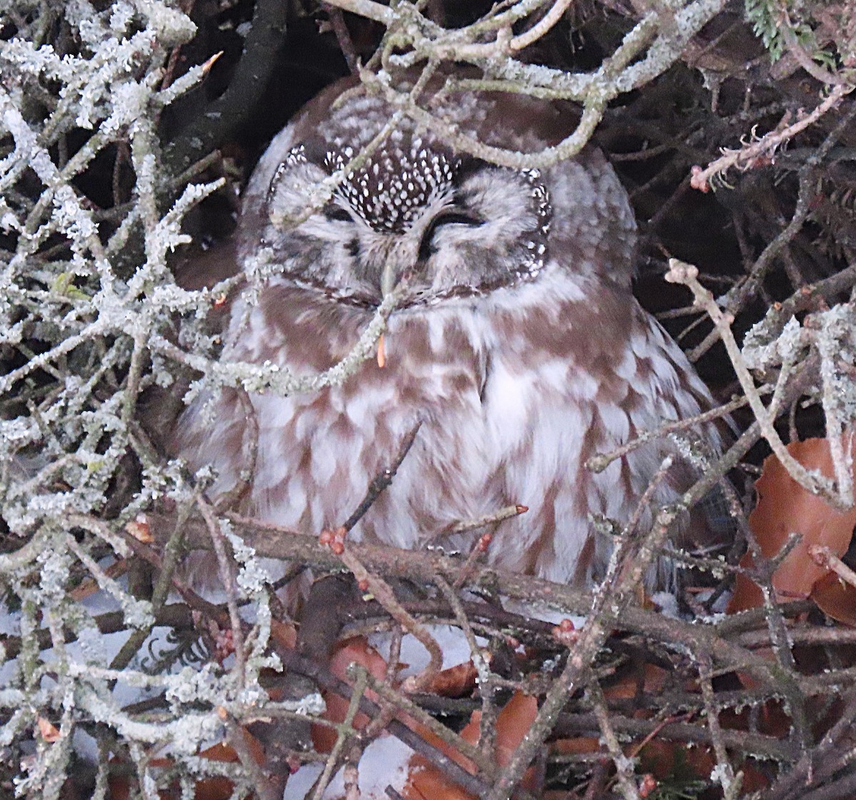 Boreal Owl - ML646990184