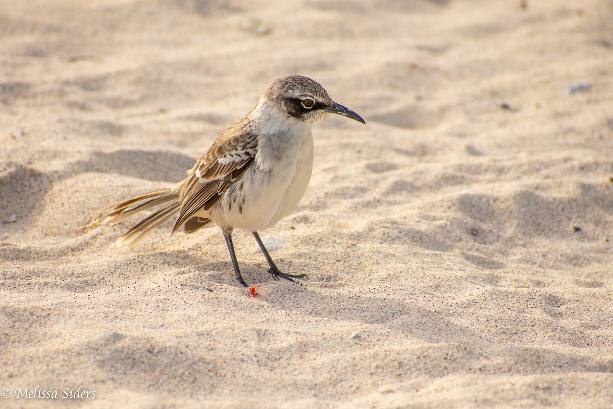 Galapagos Mockingbird - ML646990206