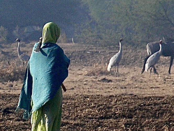 Sarus Crane - ML646990207