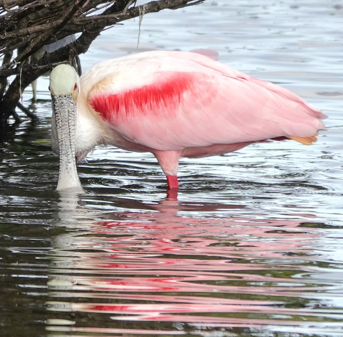 Roseate Spoonbill - ML646990211