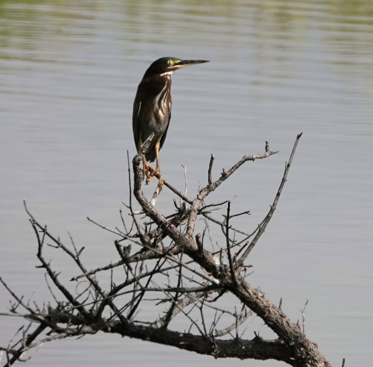 Green Heron - ML646990219