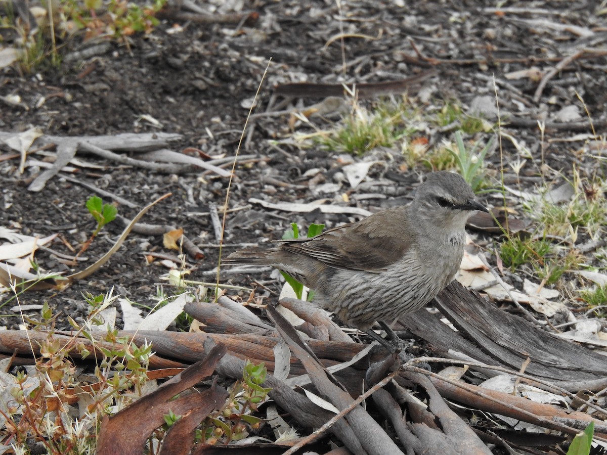 Brown Treecreeper - ML646990227