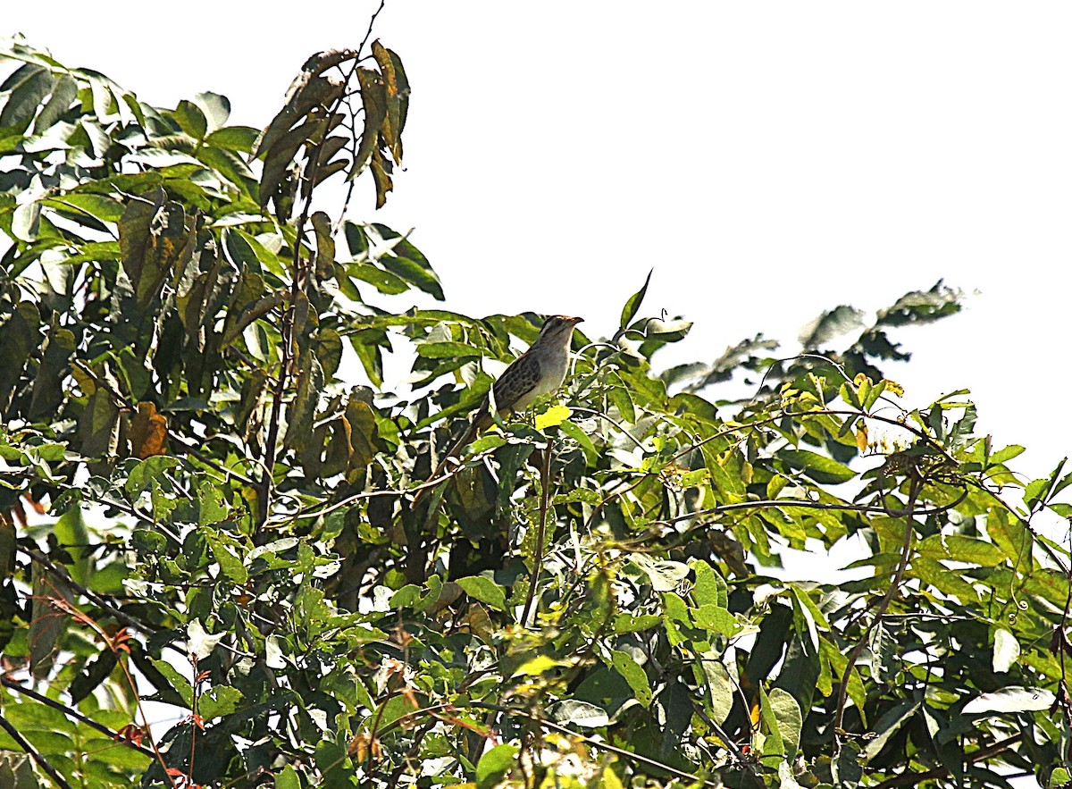 Striped Cuckoo - ML646990229