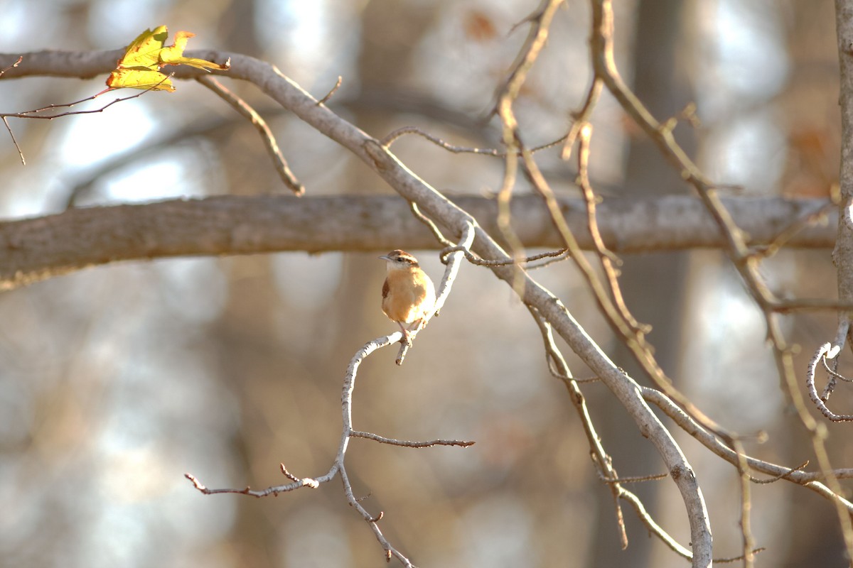 Каролинский крапивник - ML646990233