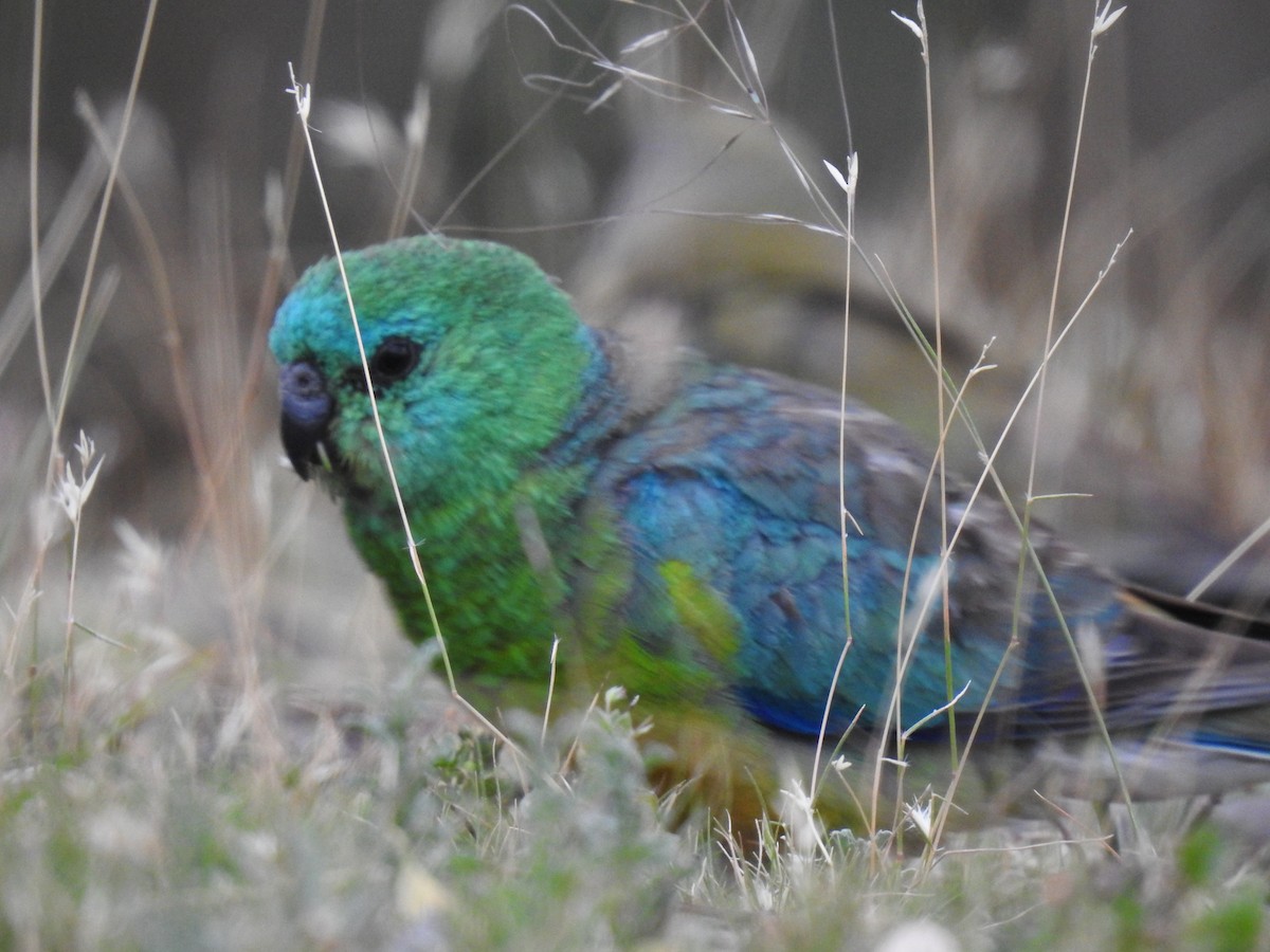 Red-rumped Parrot - ML646990234