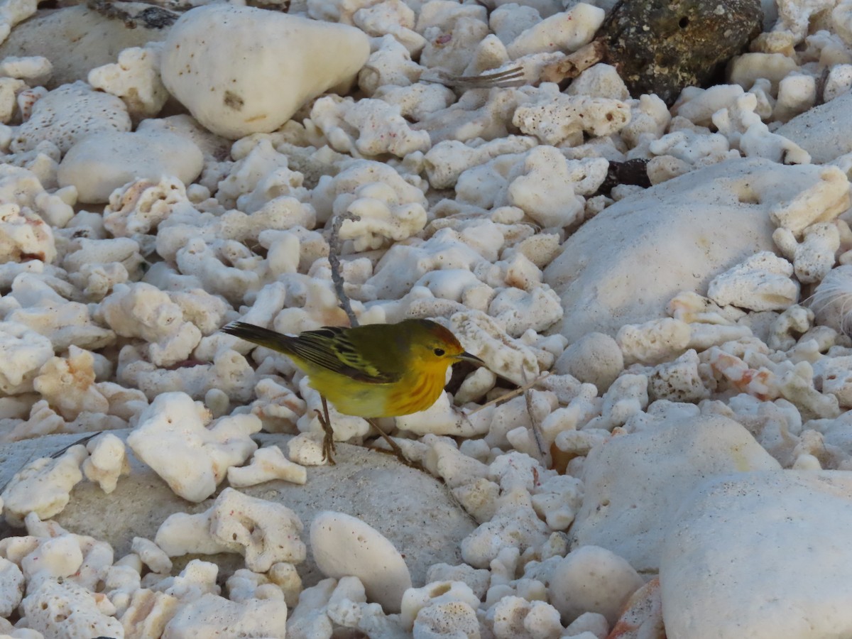 Paruline des mangroves - ML646990236