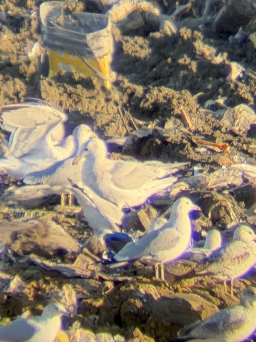 Iceland Gull (Thayer's) - ML646990237