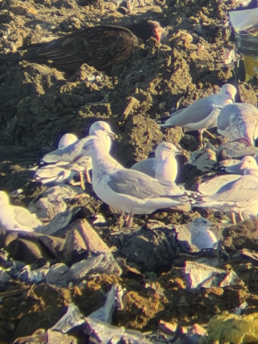 Iceland Gull (Thayer's) - ML646990238
