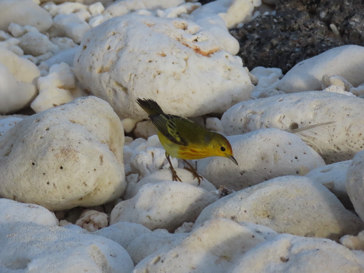 Paruline des mangroves - ML646990239