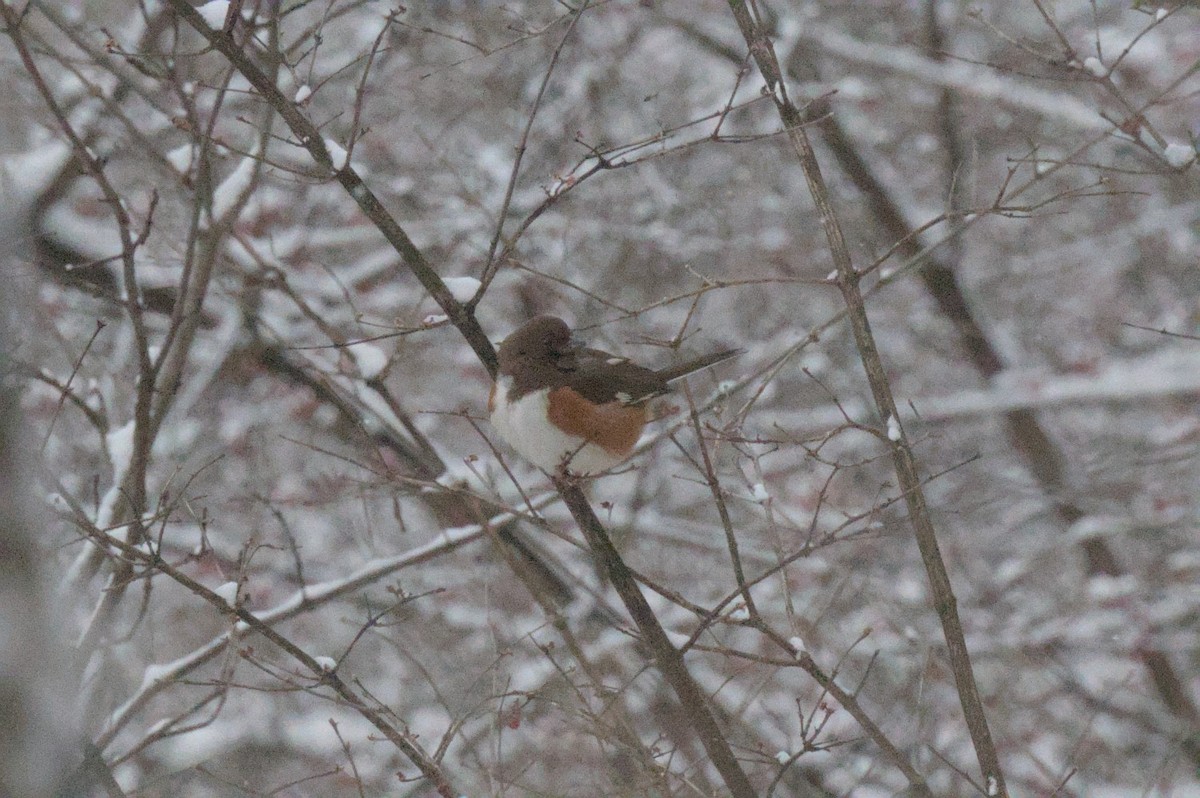 Eastern Towhee - ML646990240