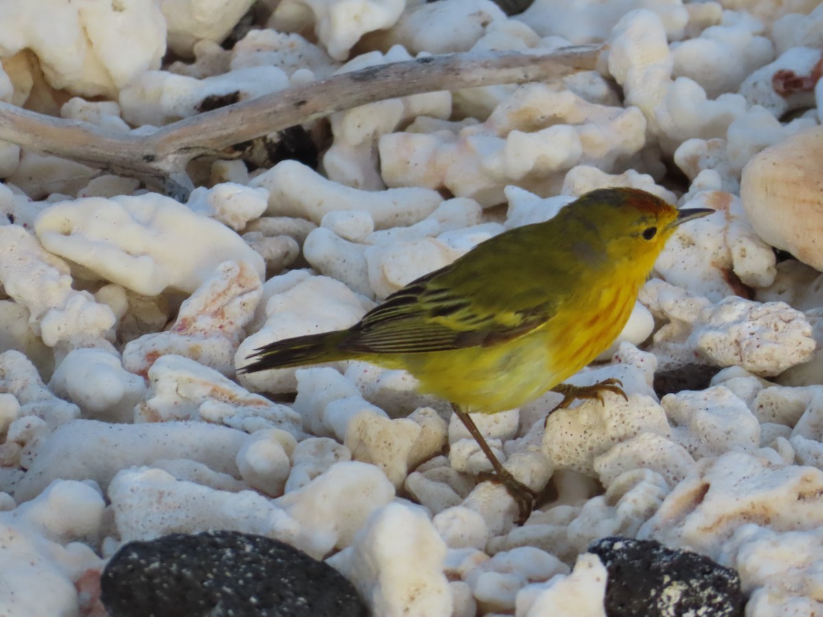 Paruline des mangroves - ML646990241