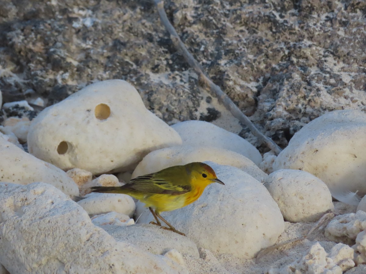 Paruline des mangroves - ML646990242