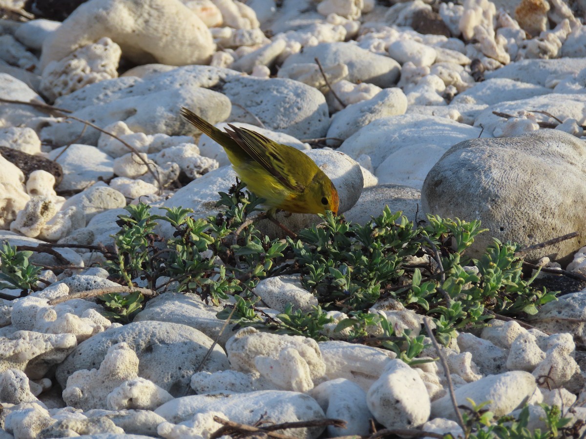 Paruline des mangroves - ML646990243
