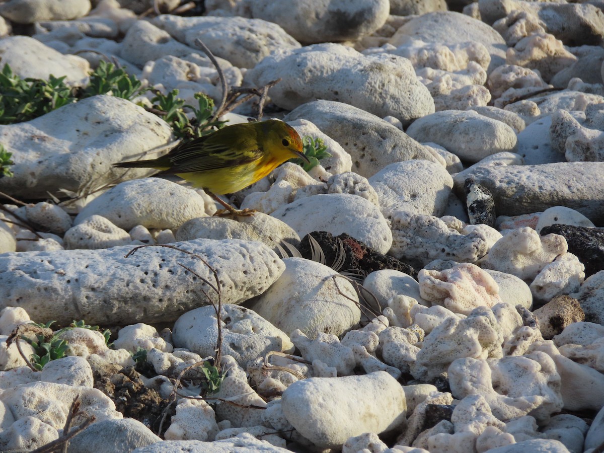 Paruline des mangroves - ML646990244