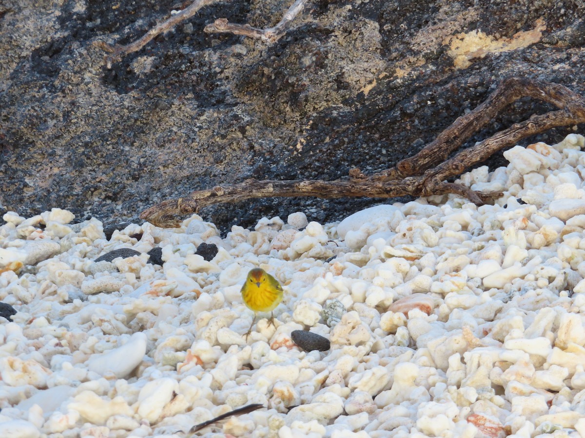 Paruline des mangroves - ML646990245